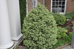 Buxus sempervirens Aurea Variegata — photo 1
